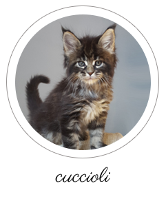 maine coon cuccioli