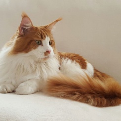 sigvard-maine-coon