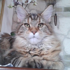 zampina-maine-coon