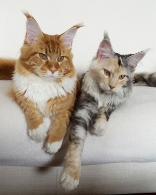 coppia-maine-coon