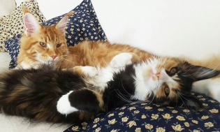 maine-coon-coppia