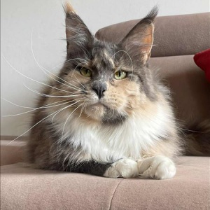 Isabel