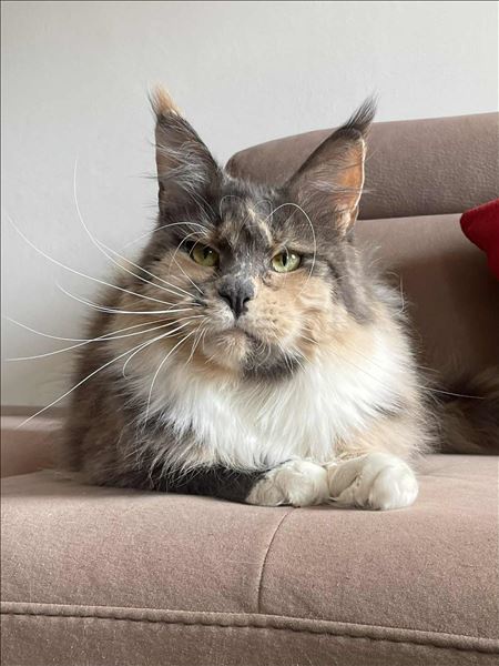 Isabel